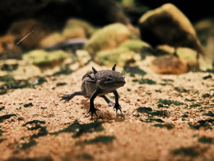 カジカガエルの特徴と生態は？鳴き声が聴ける時期についても – 生物モラトリアム