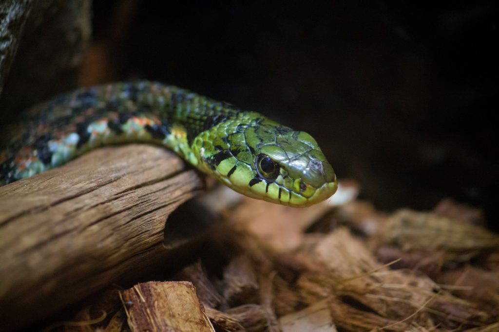 ヤマカガシの毒性の成分は?噛まれた時の症状と応急処置は? – 生物モラトリアム