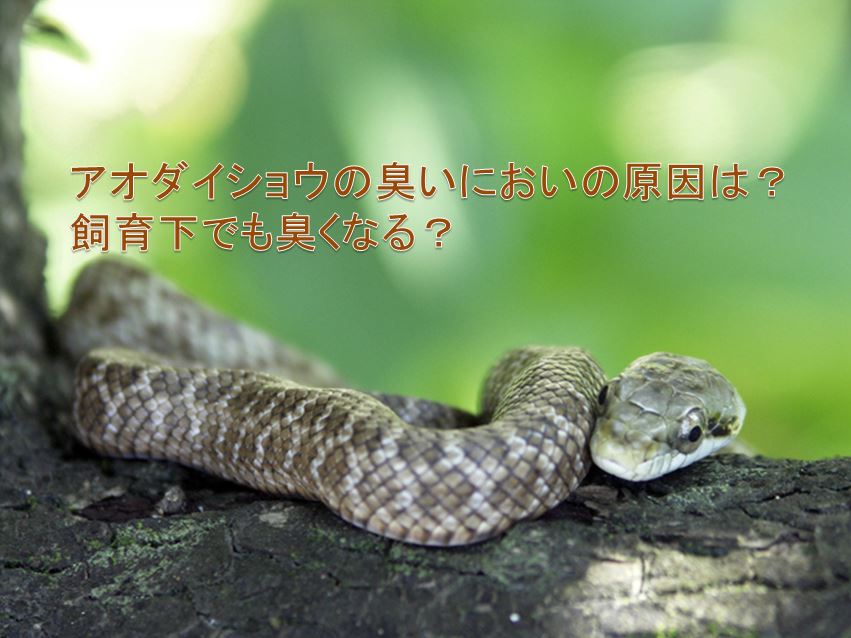 コブラの毒の毒性はどれくらい強い 症状と死亡例はあるの 生物モラトリアム