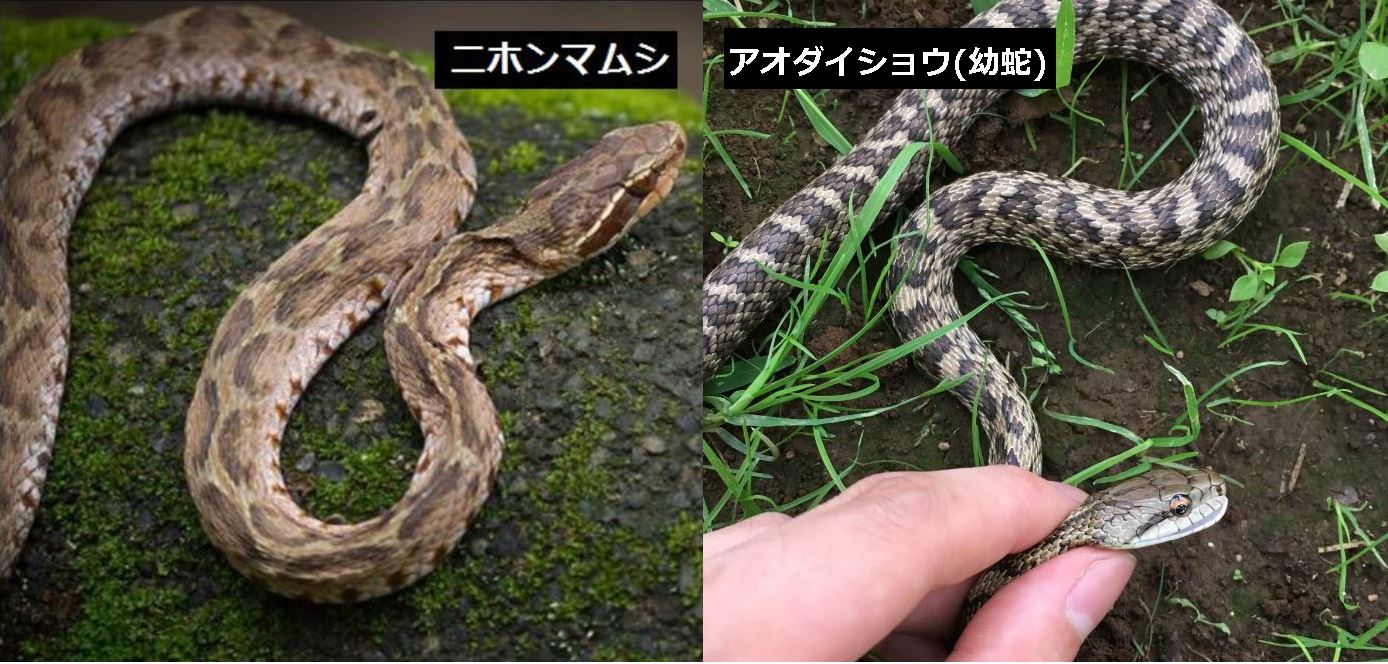 アオダイショウの幼蛇 子供 がマムシに似ている 画像付きで徹底比較 生物モラトリアム