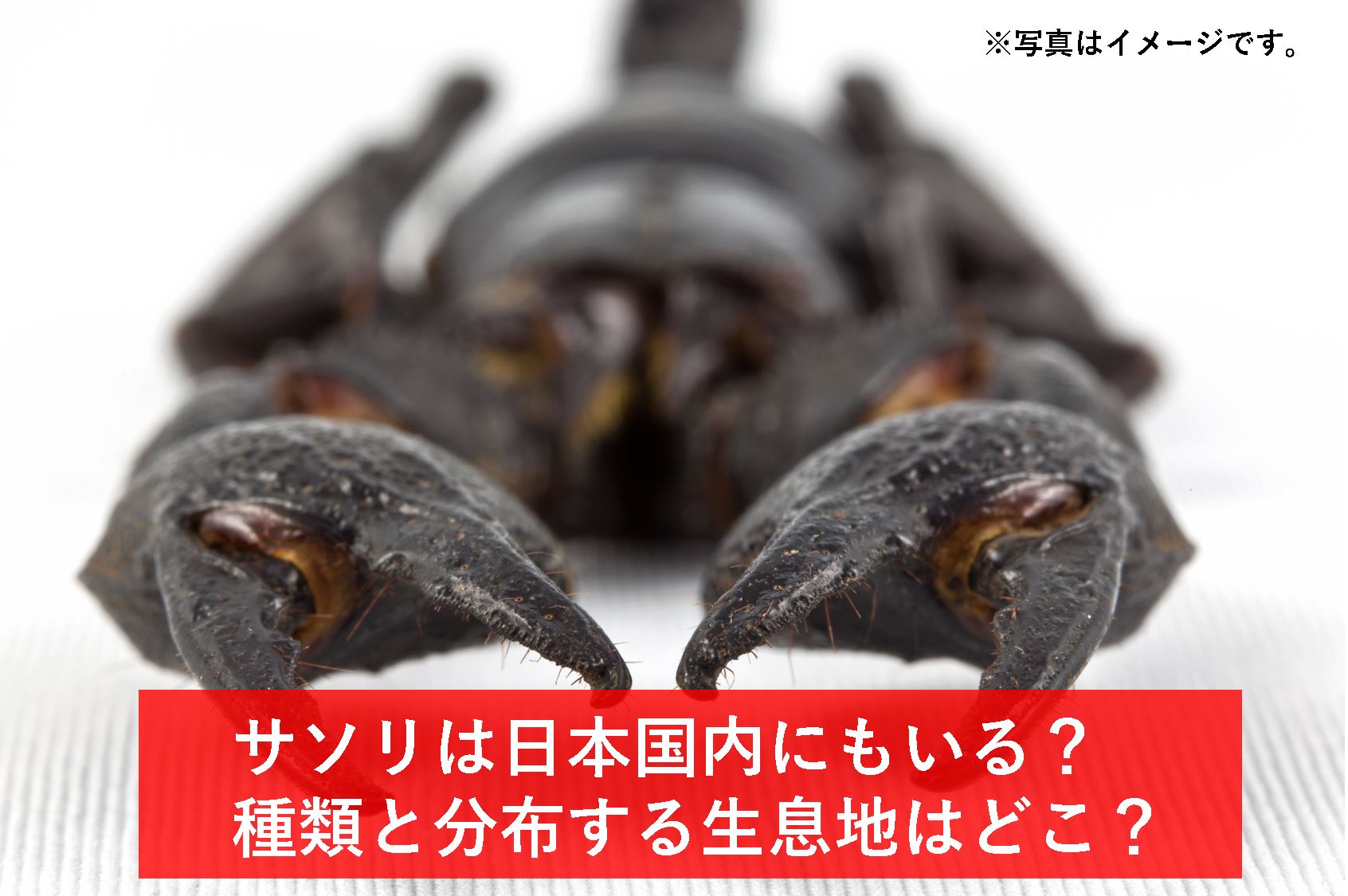 サソリは日本国内にもいる 種類と分布する生息地はどこ 生物モラトリアム