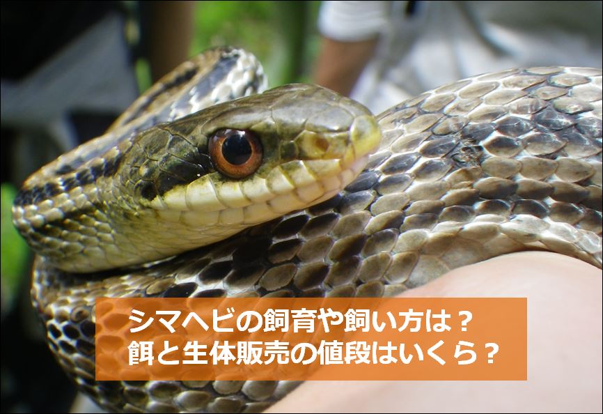 シマヘビの飼育や飼い方は カラスヘビの餌と販売値段はいくら 生物モラトリアム