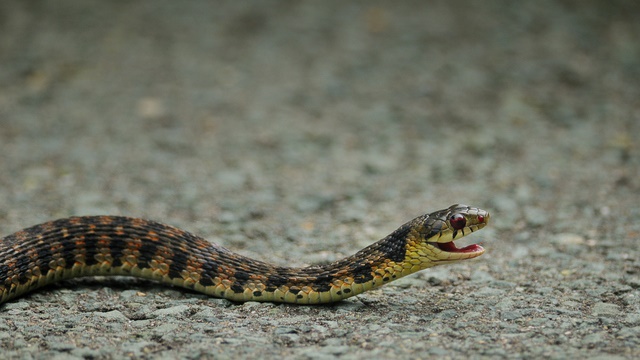 ヤマカガシの見分け方は 他のヘビと写真や画像で徹底比較 生物モラトリアム