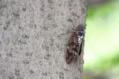 セミを食べるとピーナッツの味？日本では沖縄で食用にされていた？ – 生物モラトリアム