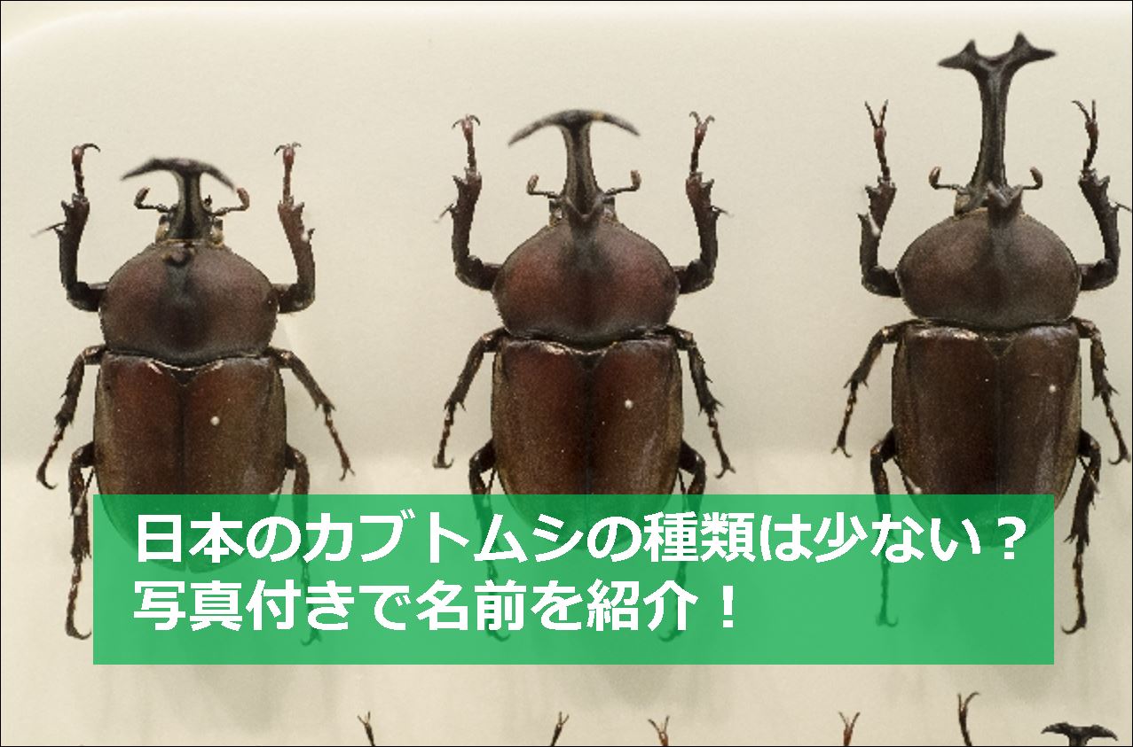 日本のカブトムシの種類は少ない 写真付きで名前を紹介 生物モラトリアム
