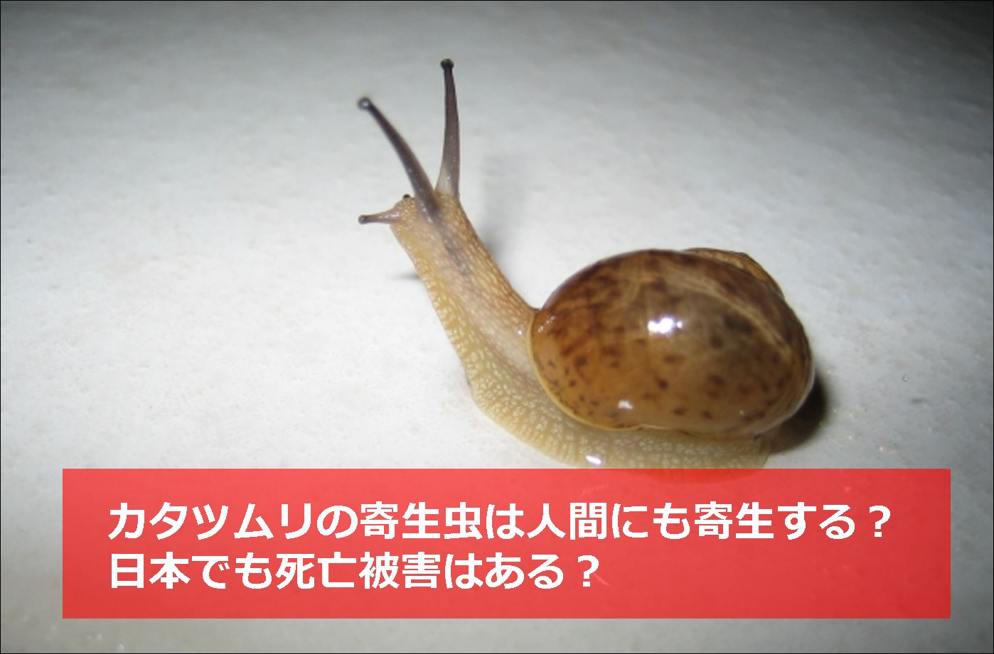 カタツムリの寄生虫は人間にも寄生する 日本でも死亡被害はある 生物モラトリアム