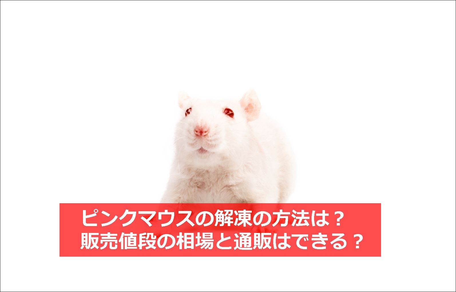 ピンクマウスの解凍の方法は 販売値段の相場と通販はできる 生物モラトリアム