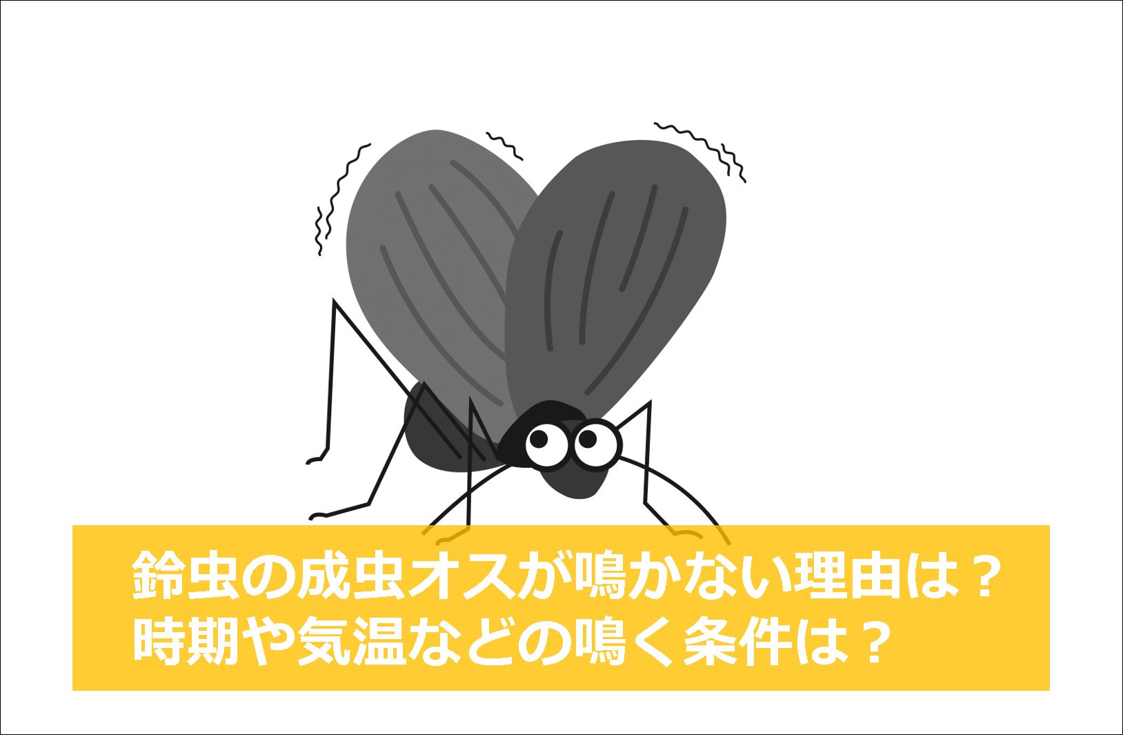鈴虫の成虫オスが鳴かない理由は 時期や気温などの鳴く条件は 生物モラトリアム