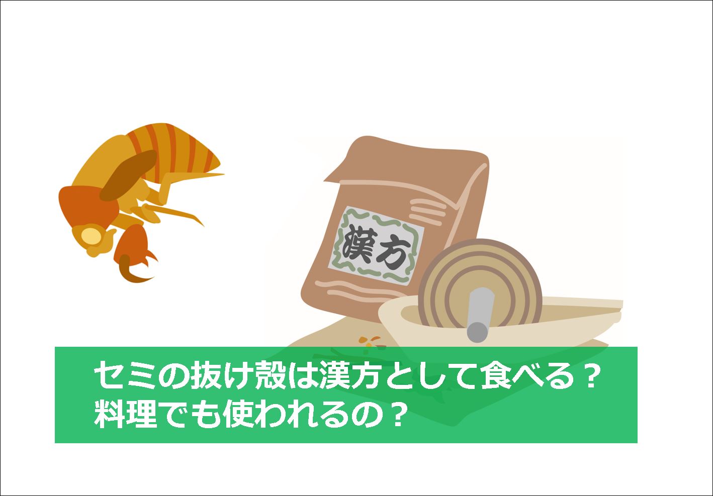 セミの抜け殻は漢方として食べる 料理でも使われるの 生物モラトリアム