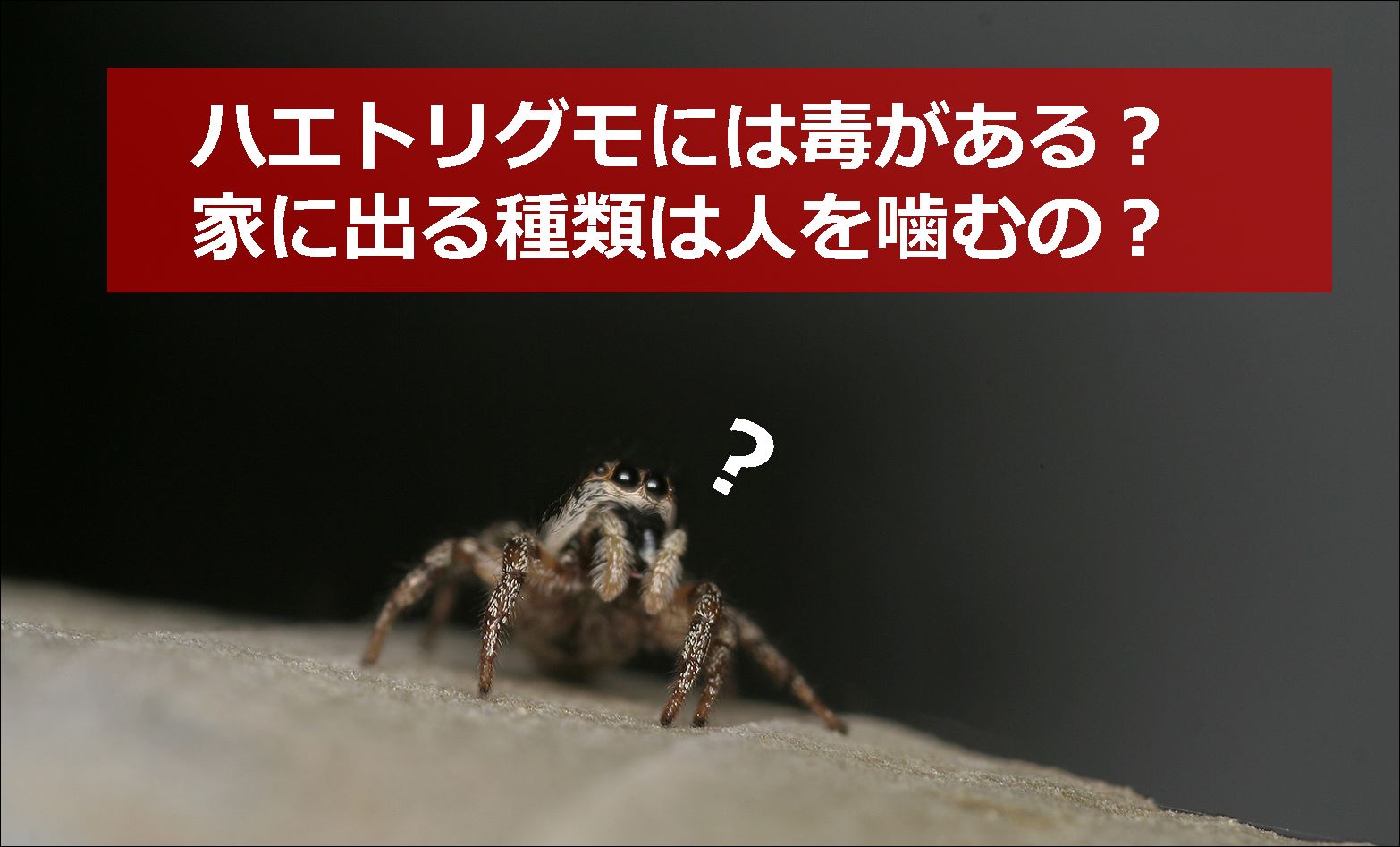 ハエトリグモには毒がある 家の中に出る種類は人を噛むの 生物モラトリアム