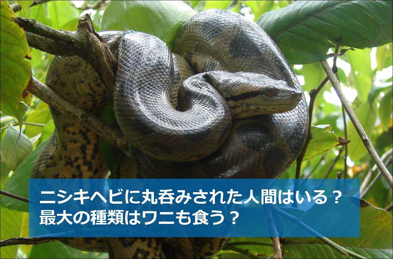 ニシキヘビに丸呑みされた人間はいる 最大の種類はワニも食う 生物モラトリアム