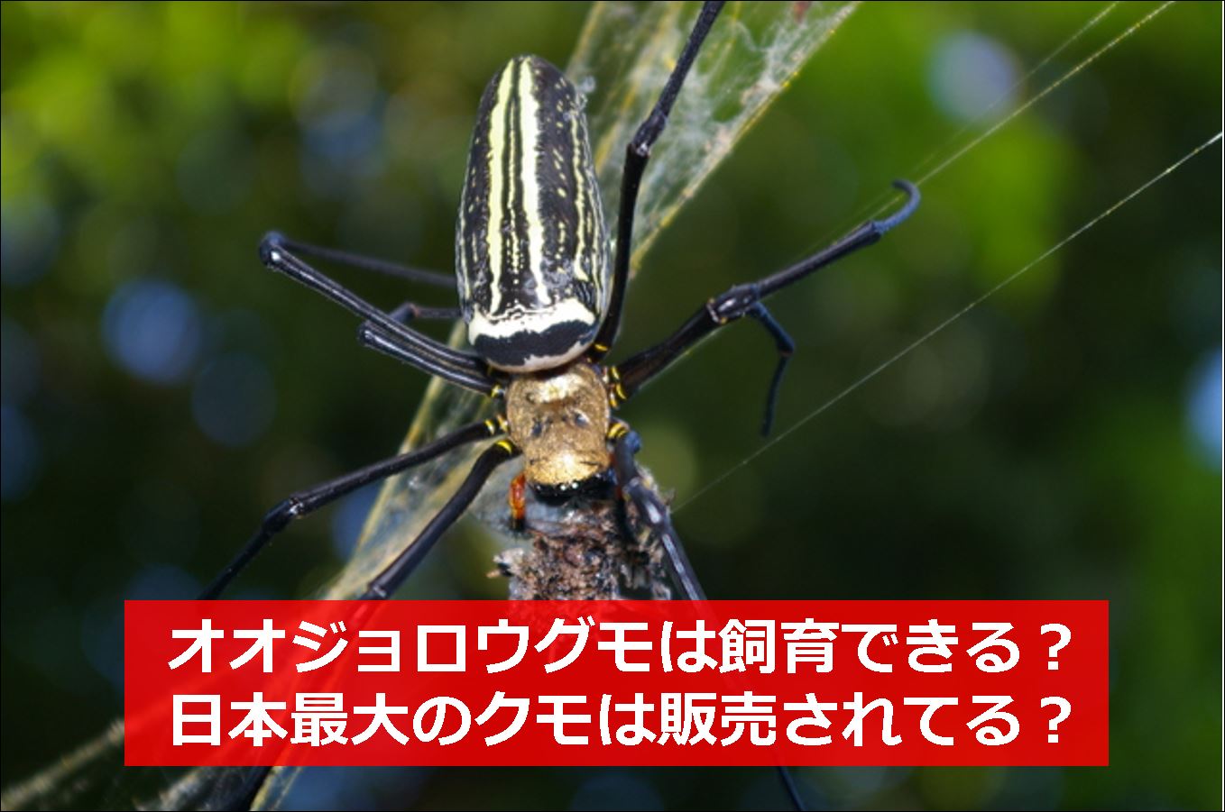 オオジョロウグモは飼育できる 日本最大のクモは販売されてる 生物モラトリアム