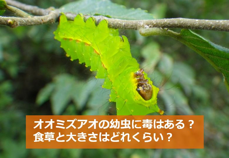オオミズアオの幼虫に毒はある 食草と大きさはどれくらい 生物モラトリアム
