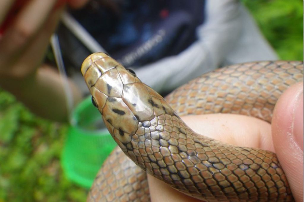 ジムグリの特徴や生態は?希少価値が高いヘビなの?【画像付】 – 生物モラトリアム
