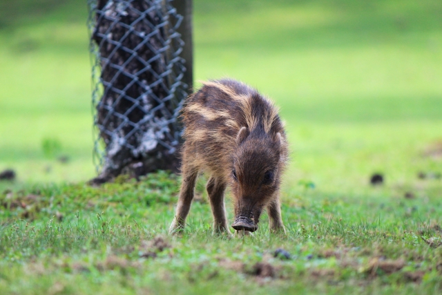 イノシシの子供をうり坊と呼ぶ理由は？何か違いがあるの？ – 生物モラトリアム