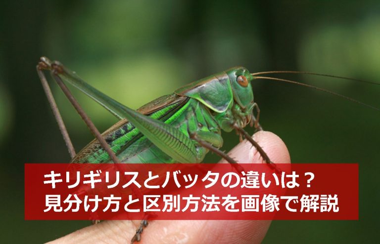 キリギリスとバッタの違いは？見分け方と区別方法を画像で解説 生物モラトリアム