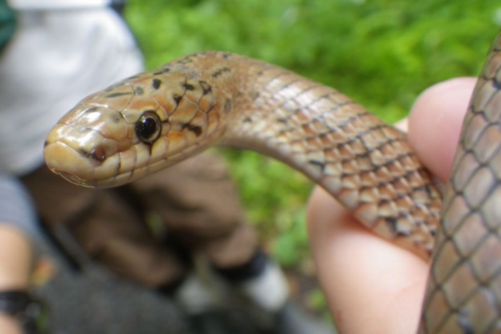 日本のヘビの種類は?写真や画像付き一覧で名前や生態を紹介! – 生物モラトリアム