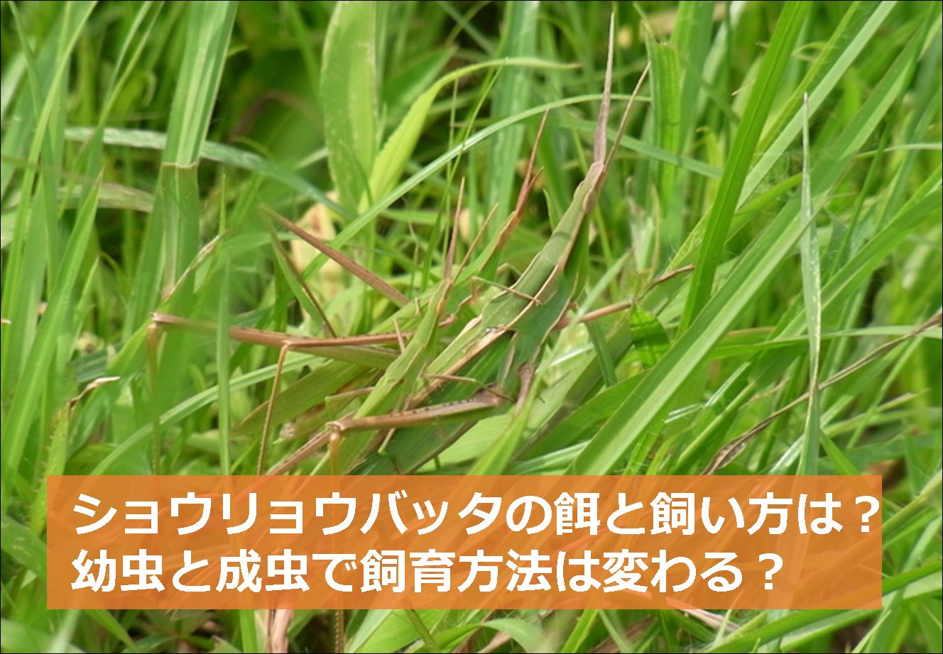 ショウリョウバッタの餌と飼い方は 幼虫と成虫で飼育方法は変わる 生物モラトリアム