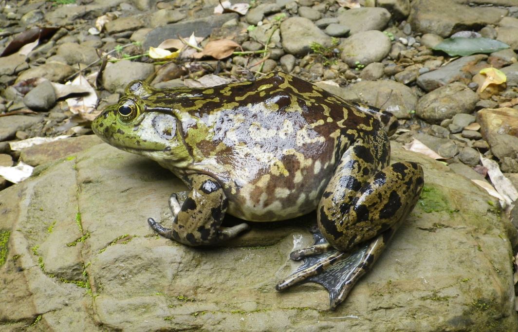 日本のカエルの種類は？写真や画像付きで名前や生態を紹介！ – 生物モラトリアム