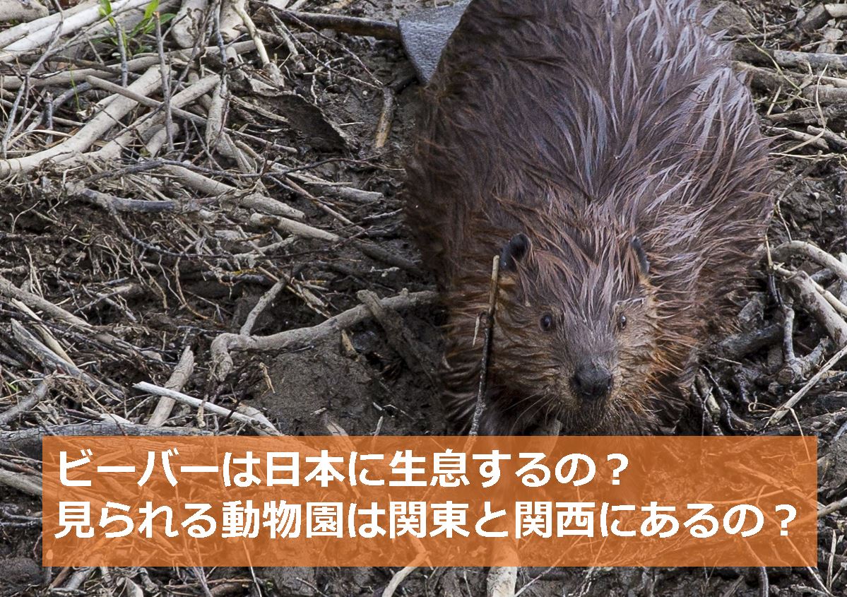 ビーバーは日本に生息するの 見られる動物園は関東と関西にある 生物モラトリアム