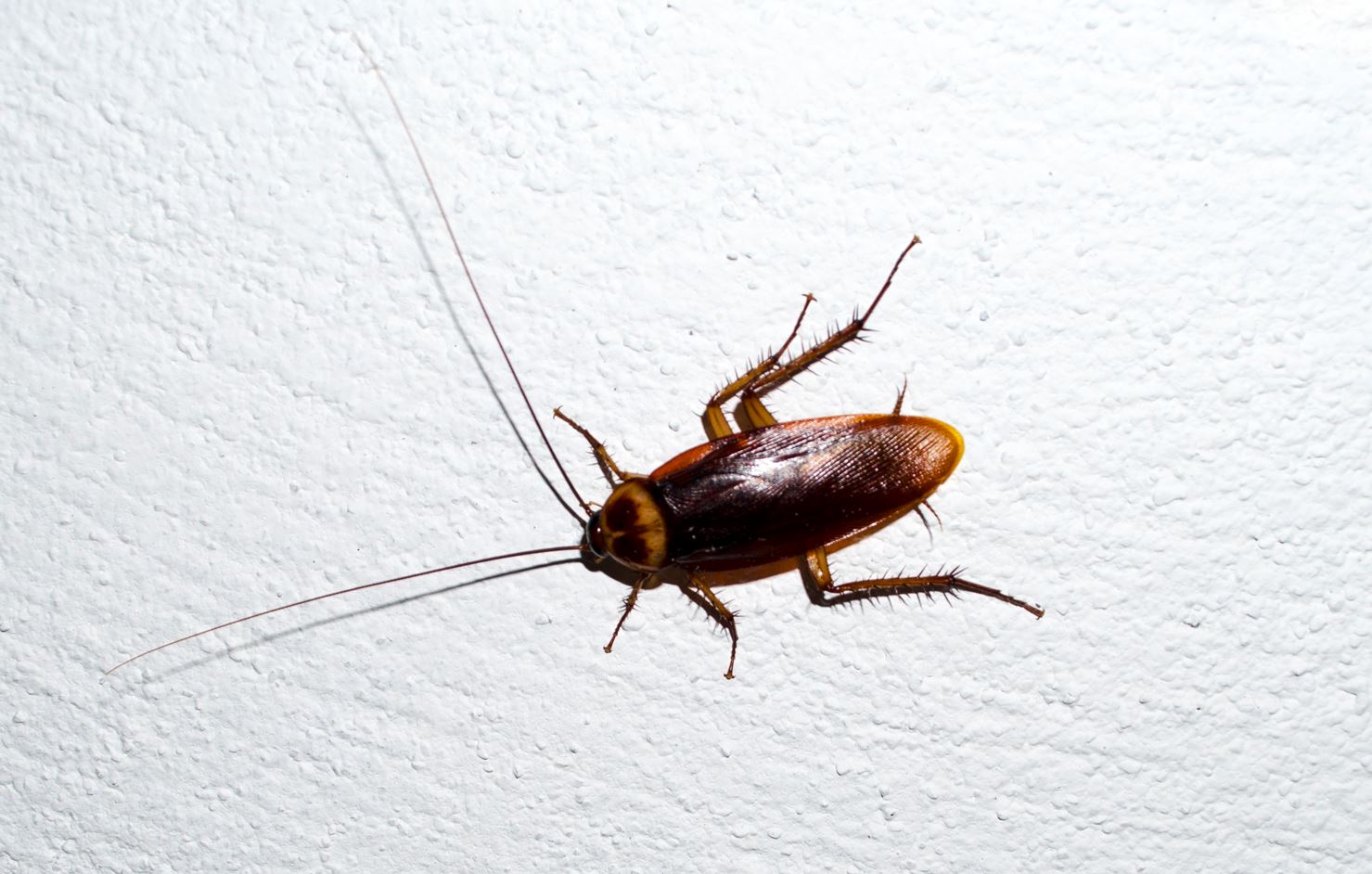 嫌いな虫ランキング 1000人に聞いた日本で一番嫌われている虫を紹介 生物モラトリアム