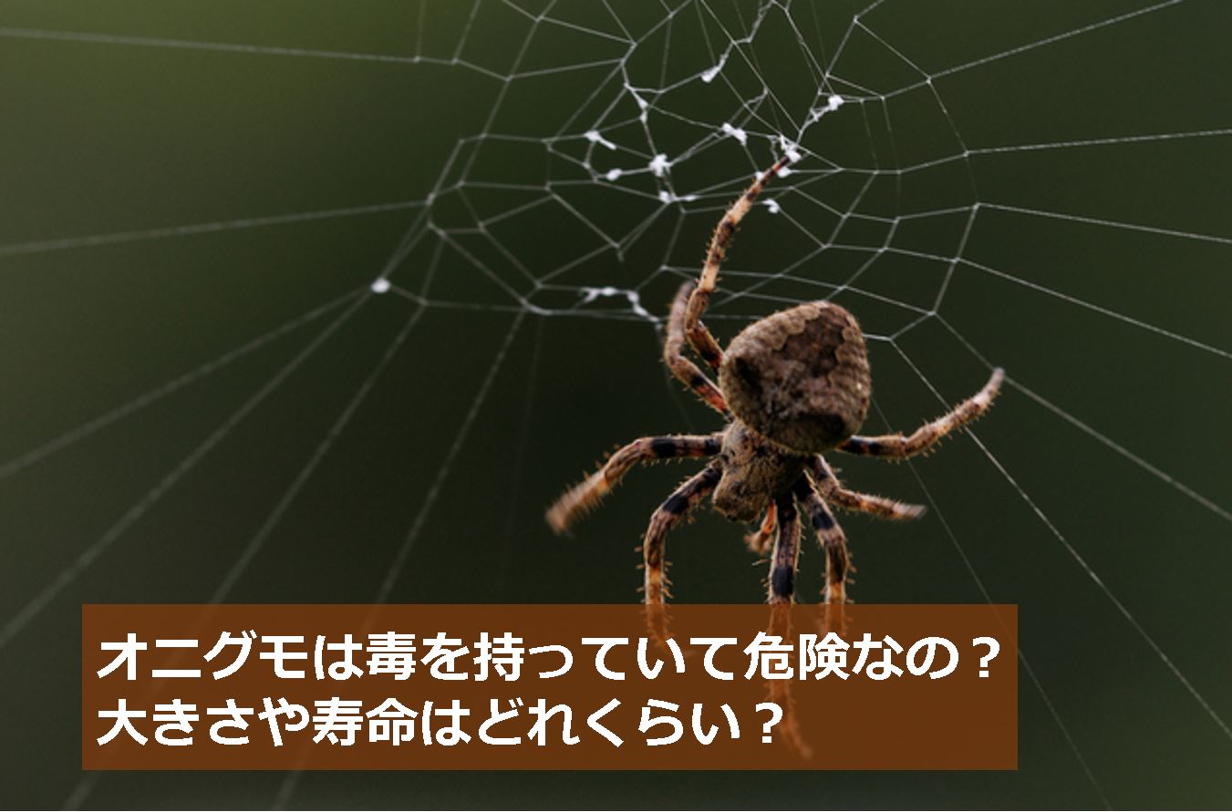 オニグモは毒を持っていて危険なの 大きさや寿命はどれくらい 生物モラトリアム