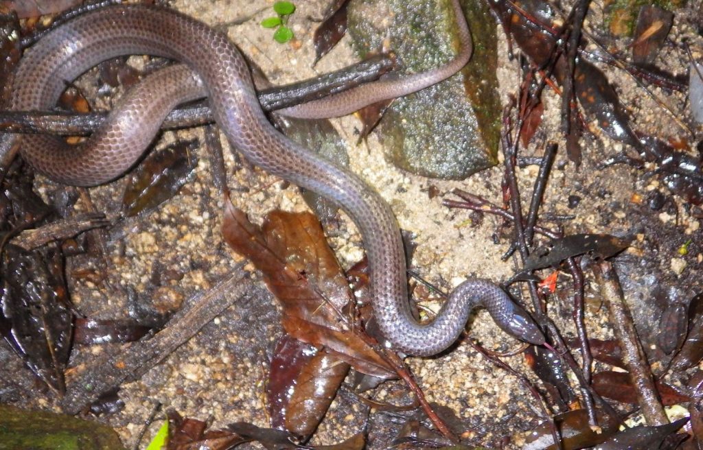 日本のヘビの種類は?写真や画像付き一覧で名前や生態を紹介! – 生物モラトリアム