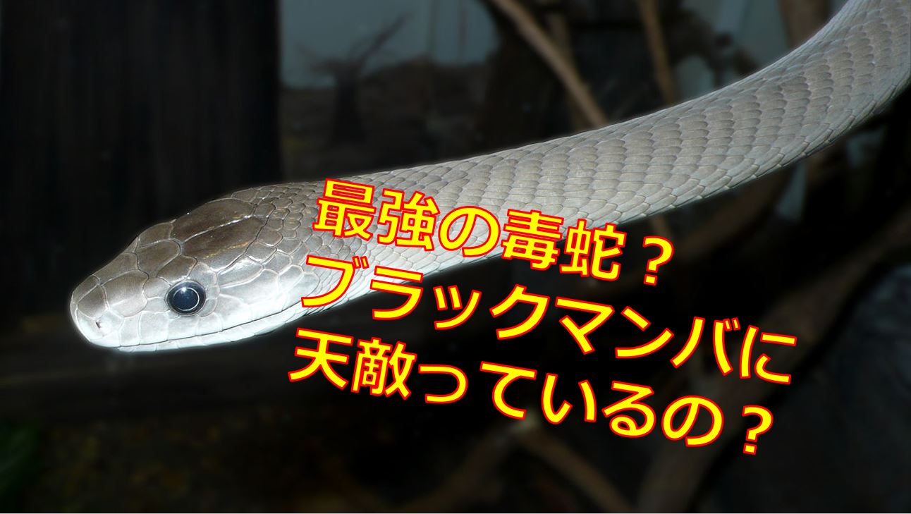 ブラックマンバに天敵はいるの 最強の毒蛇だけど噛まれるとどうなる 生物モラトリアム