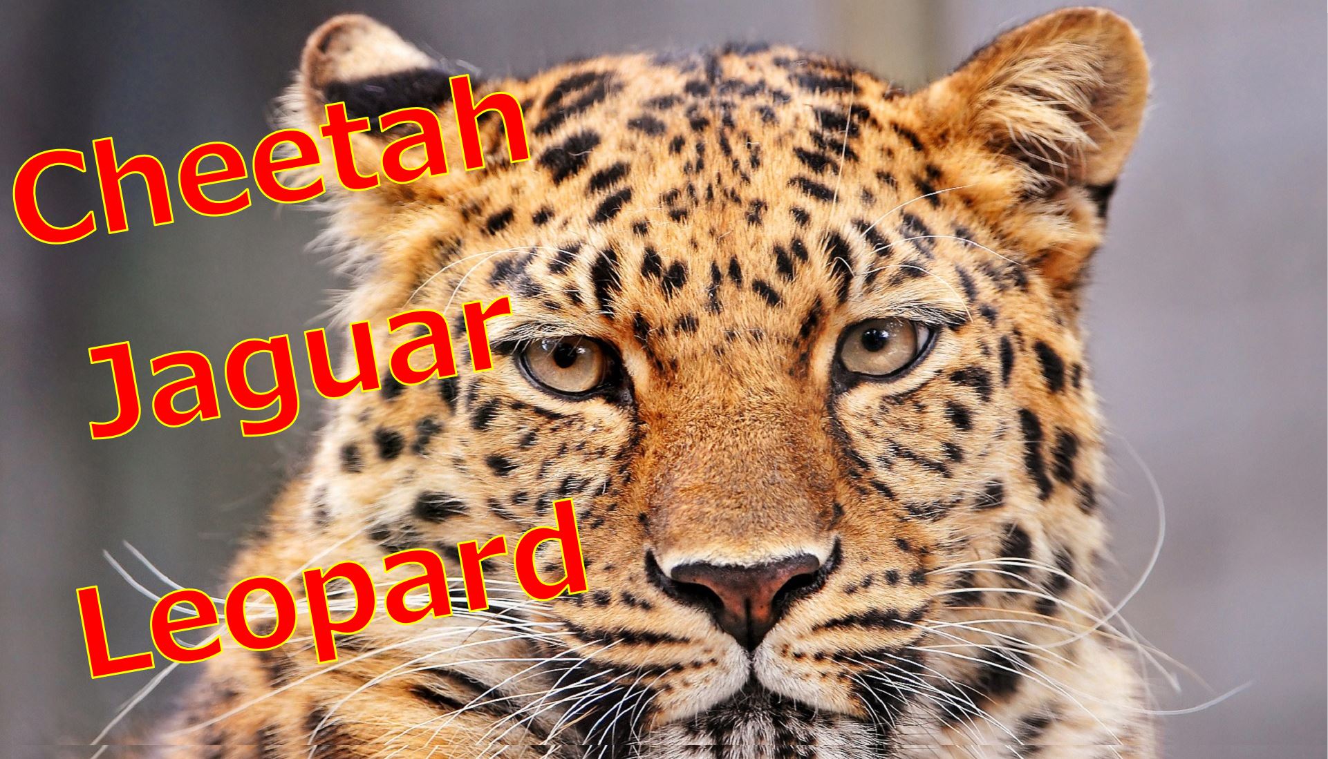 ヒョウとジャガーとチーターの違いは 大きさや模様を比較 生物モラトリアム