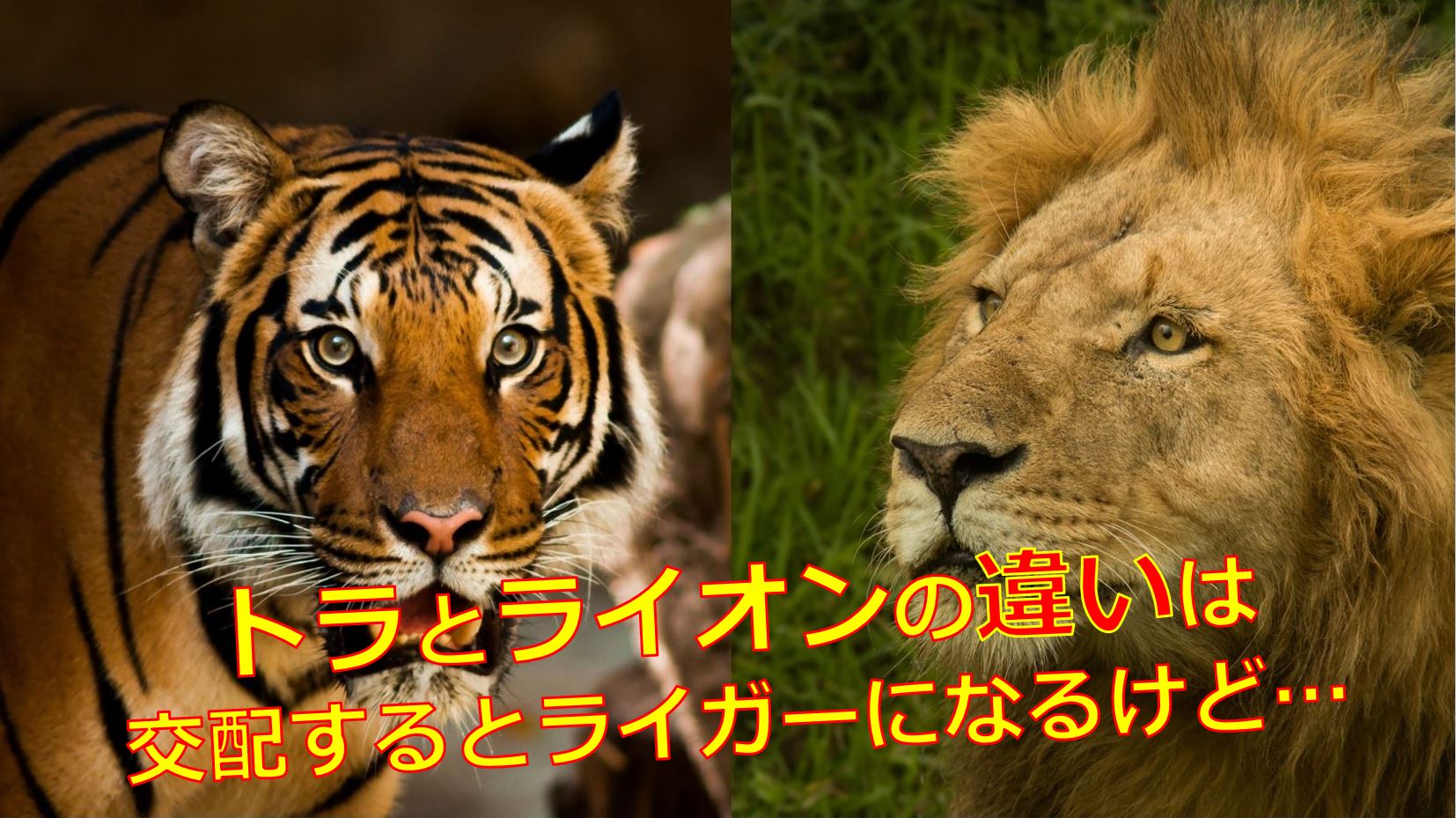 ライオンとトラはどっちが強い 違いと交配したハーフのライガーとタイゴンを解説 生物モラトリアム