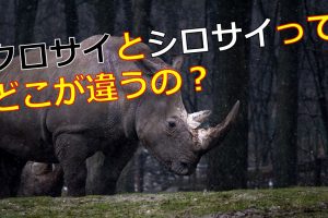 和猫と洋猫（海外）の違いは？顔や毛質など見分け方についても解説 