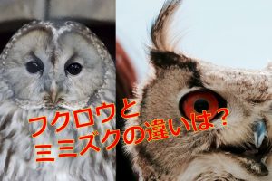 ワライフクロウの特徴と生態は 野生で見られる生息地はどこ 生物モラトリアム