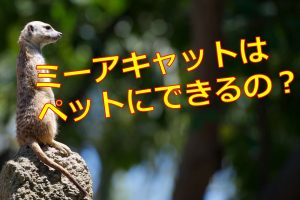 カバがピンク色の汗をかく理由と原因は 赤くなる成分が含まれている 生物モラトリアム