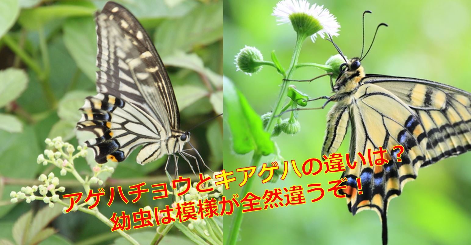 アゲハチョウとキアゲハの違いは 幼虫は模様が全然違うぞ 生物モラトリアム