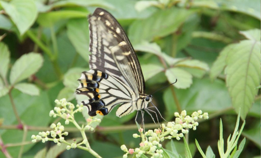 アゲハチョウの幼虫の育て方は?期間はどれくらいで葉っぱは何をあげるべき? – 生物モラトリアム
