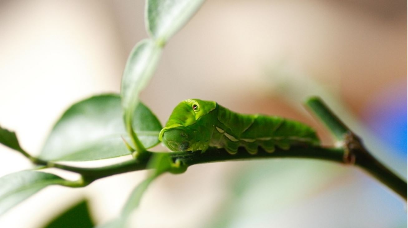 アゲハチョウの幼虫の育て方は 期間はどれくらいで葉っぱは何をあげるべき 生物モラトリアム