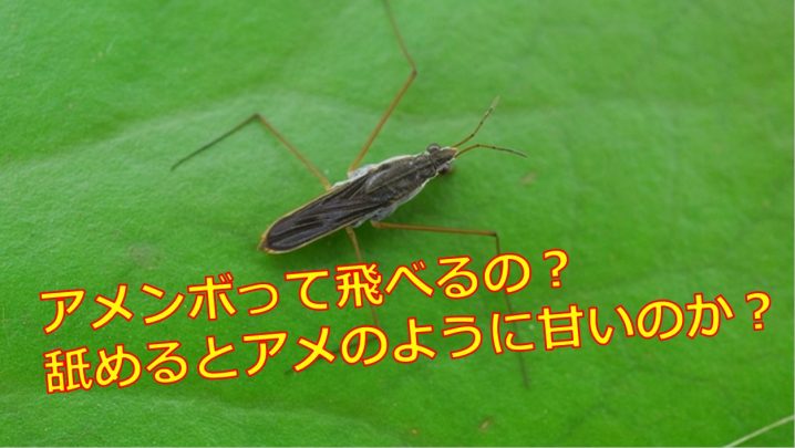 アメンボは飛ぶことができるの 名前の由来は飴のように甘いから 生物モラトリアム