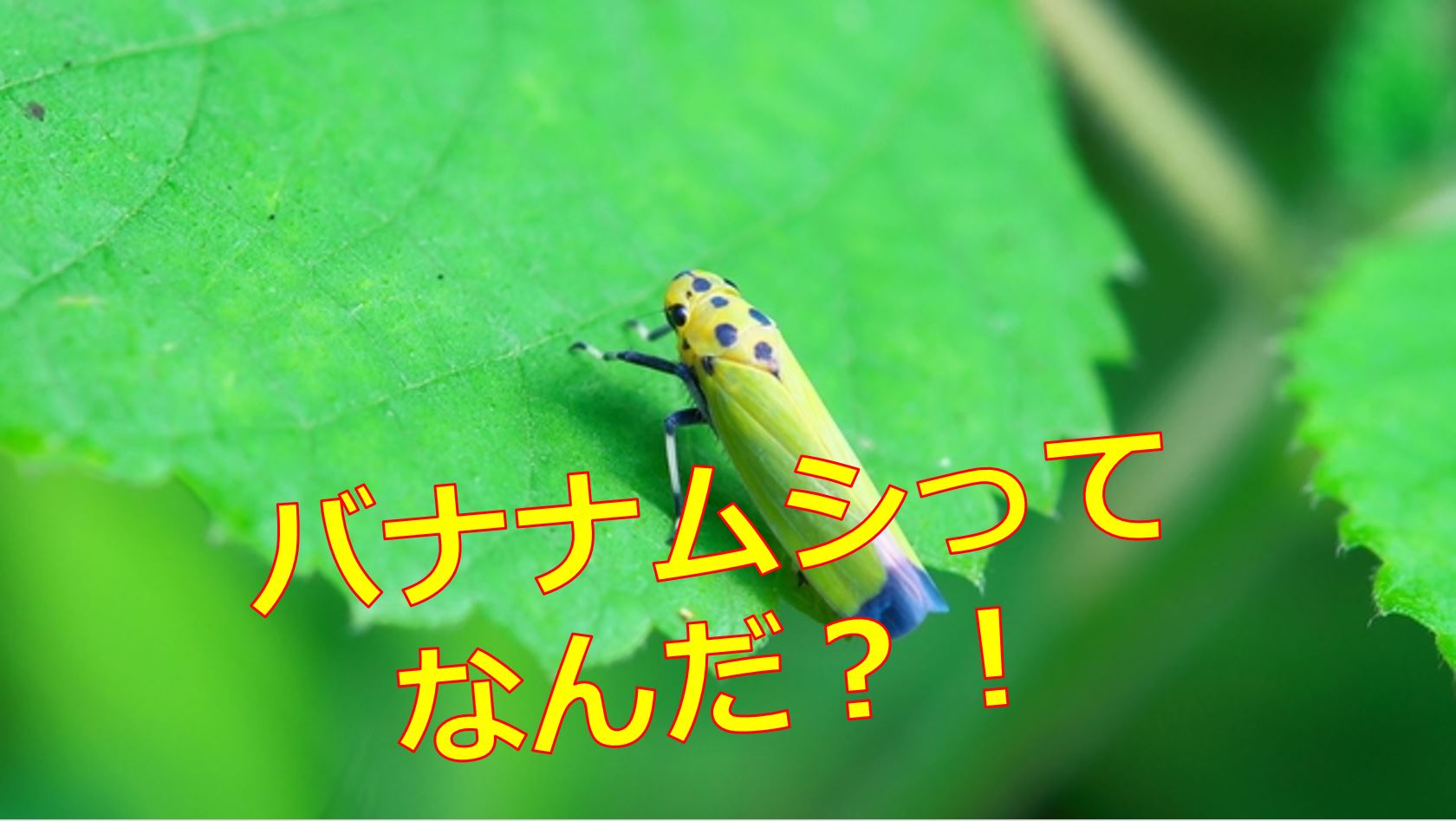 バナナムシはバッタの仲間で東京方言なの 正式名称と毒はあるのか 生物モラトリアム