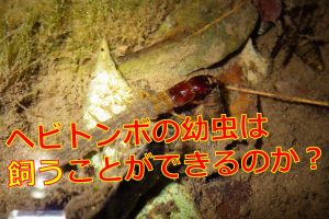ゴキブリに逃げられた 寝室で眠れないときの対策はあるの 生物