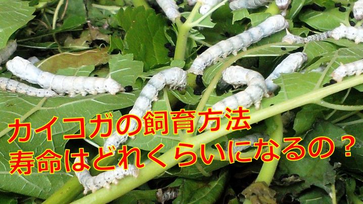 カイコガ 蚕 の幼虫の飼育方法は 販売値段と寿命はどれくらい 生物モラトリアム