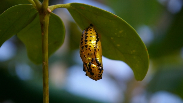 オオゴマダラは毒を持っている 幼虫の餌や食草は何になる 生物モラトリアム