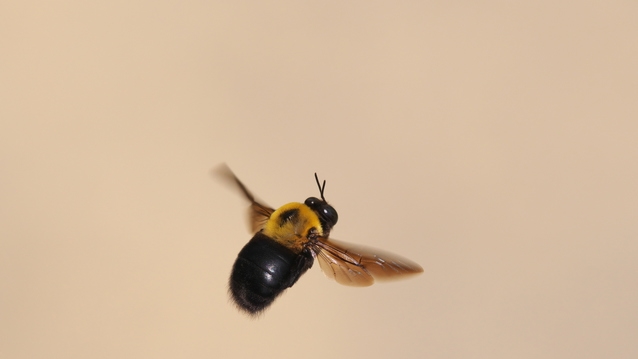 クマンバチは人を刺す 毒があってスズメバチみたいに危険 生物モラトリアム