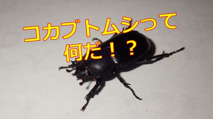 コカブトムシの採集と飼育方法は 販売値段はどれくらい 生物モラトリアム