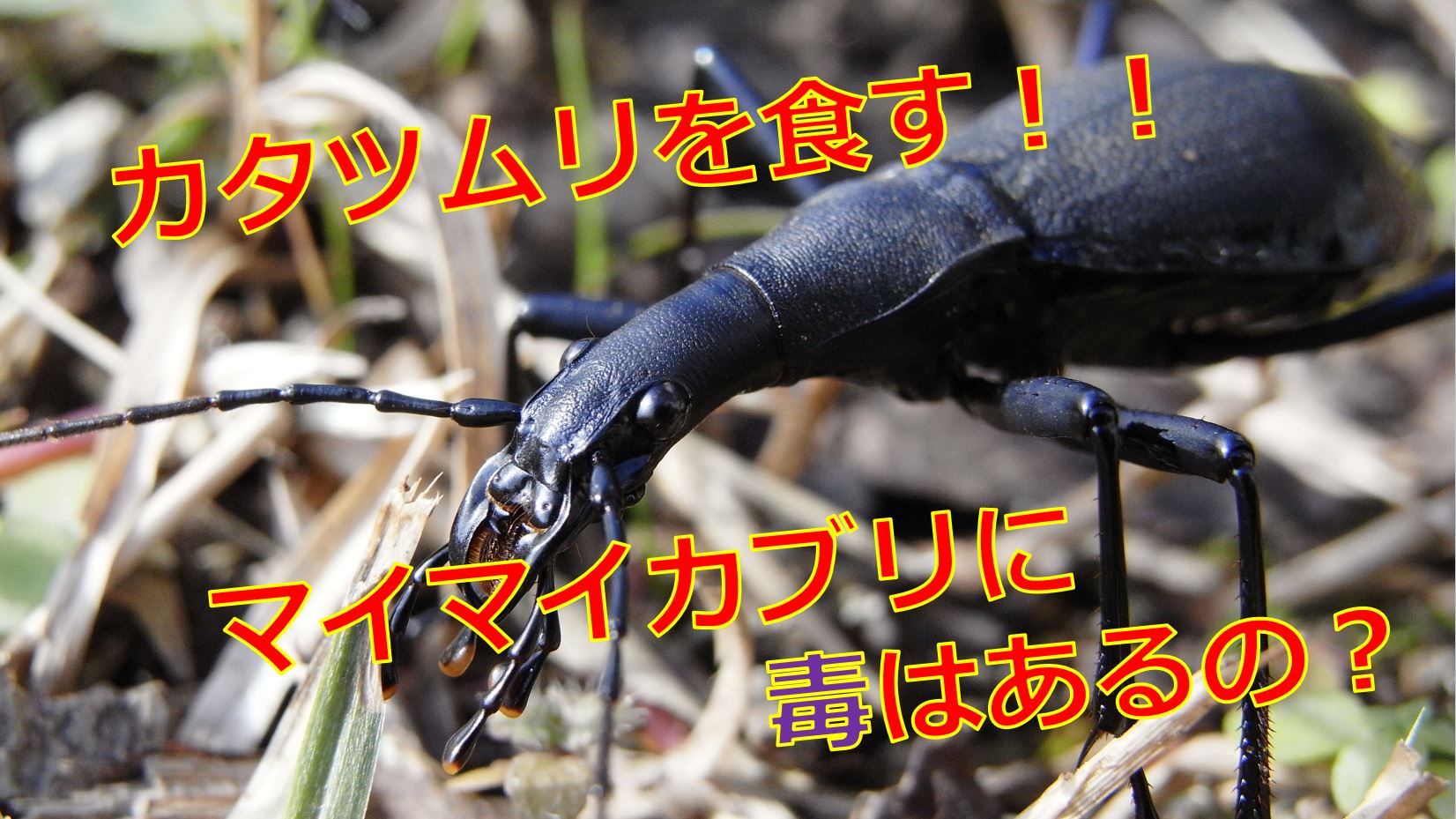 マイマイカブリは毒を持っている 臭い液で失明する危険性はあるの 生物モラトリアム