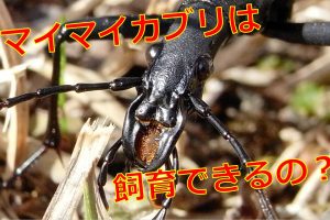 ハエトリグモはかわいいけど懐くの 飼育方法と餌は虫を食べる 生物モラトリアム