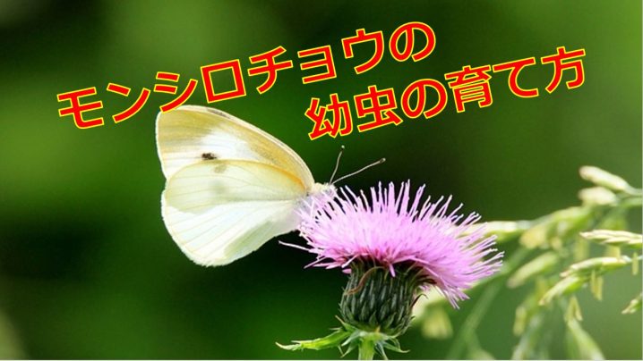 モンシロチョウの幼虫の飼い方は 餌の食草と飼育期間はどれくらい 生物モラトリアム
