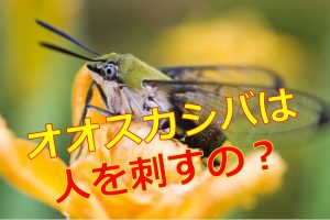 ゴキブリに逃げられた 寝室で眠れないときの対策はあるの 生物