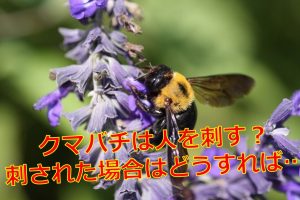 ゴキブリに逃げられた 寝室で眠れないときの対策はあるの 生物
