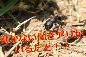 トンボの餌や食べ物は 成虫は虫をあげれば飼育できる 生物モラトリアム