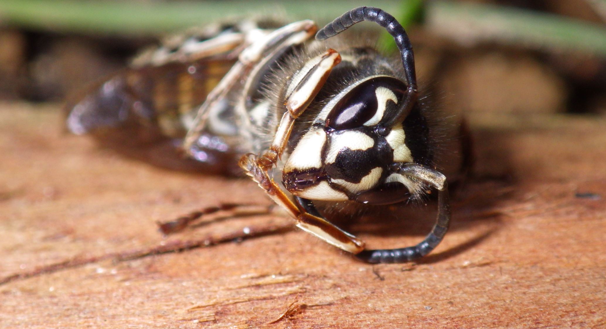 クロスズメバチの毒性は強い 刺されたときの対処法は 生物
